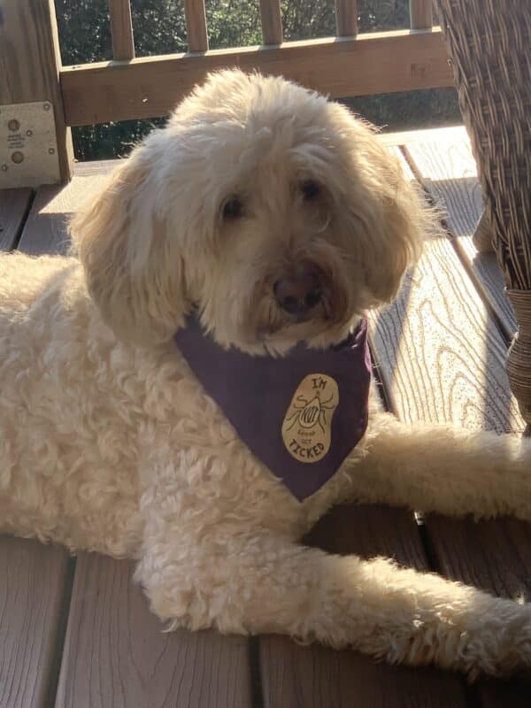 Bandana Treated With Permethrin image 0