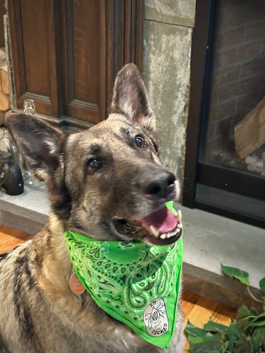 Bandana Treated With Permethrin