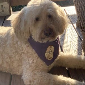 Bandana Treated With Permethrin