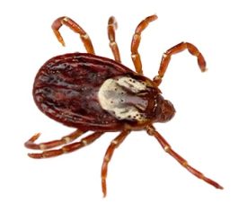 All-Natural-Tick-Spray-Cedar-Tick-Spray-Livestock-Tick-Spray-13AA.jpg