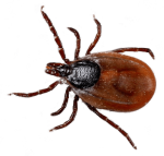 All-Natural-Tick-Spray-Cedar-Tick-Spray-Livestock-Tick-Spray-14.png