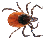 All-Natural-Tick-Spray-Cedar-Tick-Spray-Livestock-Tick-Spray-15.png